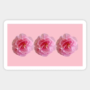 Three Pink Carnations Floral Photo Magnet